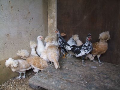 Franguinhos Ornamentais Raça Pura