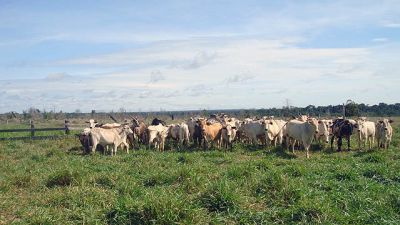 Fazenda a venda na região de Lucas do Rio Verde, Mato Grosso