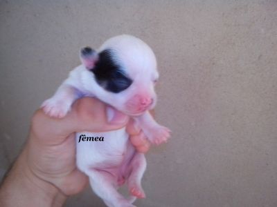 Lindos Filhotes de Chihuahua