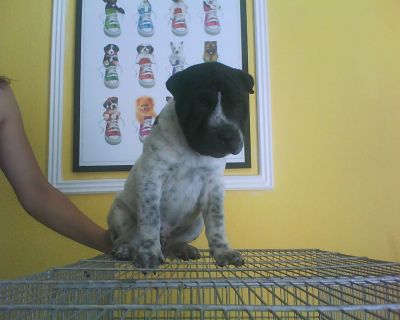 Procurando Filhotes de Qualidade?Poodle Lhasa Pinscher Labrador Rottweiler Boxer Basset...Consulte-n