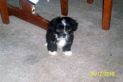 Filhote de Lhasa Apso