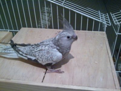 Calopsitas mansas e ariscas