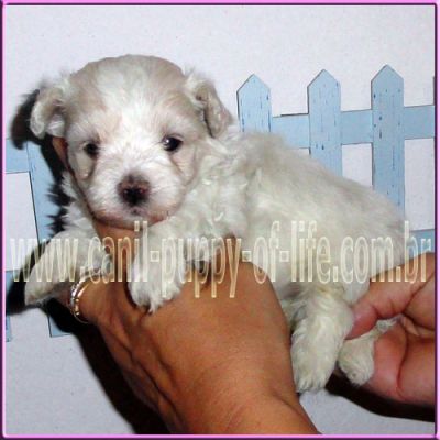 Canil puppy- vd filhotes maltes micro