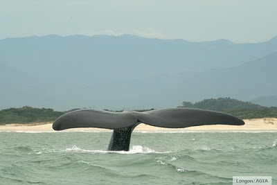 Turismo de Observação de Baleias
