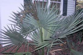 mudas palmeiras vendo/troco