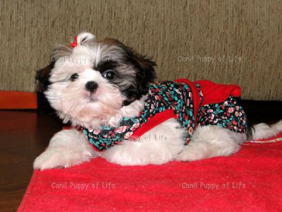 Canil puppy of life- vd filhotes shih tzu-SP