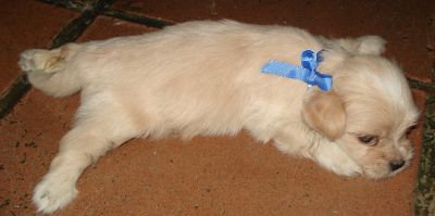 Vendo filhote de Lhasa Apso