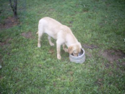 PEQUENO PLANTEL DE LABRADOR