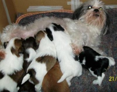 Canil, vende, filhote, lhasa apso, Porto Alegre,