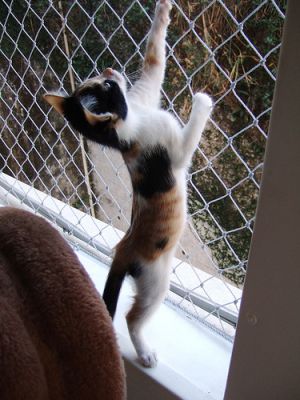 REDES DE PROTEÇÃO NO JD SÃO PAULO  TEL 11 3455-9884