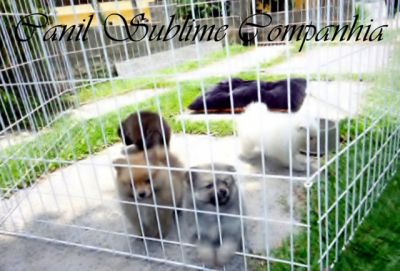 Spitz Alemão / Lulu da Pomerania - Filhotes com Pedigree a venda