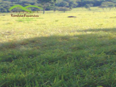 FAZENDA EM CURVELO - MG com área de 5.000 ha