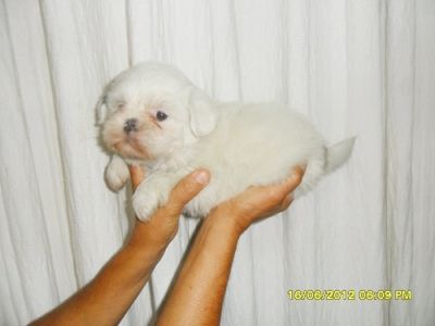 LHASA APSO, FILHOTES COM PEDIGRE, PAIS DE PEQUENO PORTE