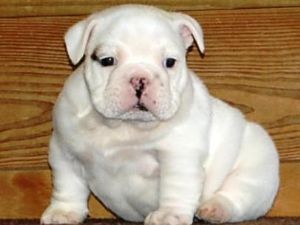 Inglês bulldog filhotes para adoção.