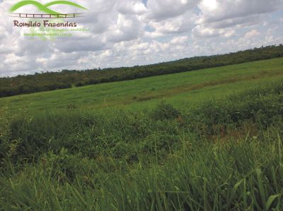 FAZENDA PARA PLANTAR EUCALIPTO.