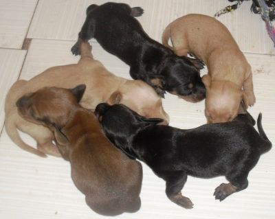 Vendo filhotes de TECKEL SALCHICHA, COFAPINHO