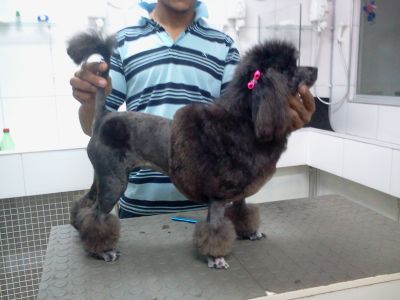 CURSO DE BANHO ,TOSA E ESTÉTICA - PROFISSIONALIZANTE