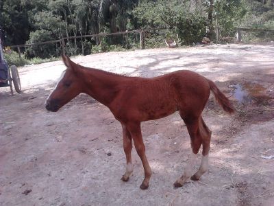 Égua Mangalarga mineira Marchador com potro.
