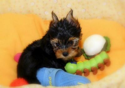 Filhotes de yorkshire, muito lindos. R$800