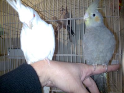 Calopsitas mansas e ariscas