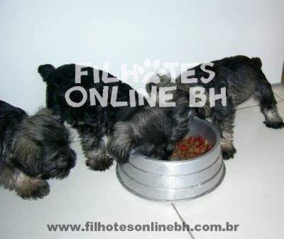 Schnauzer - Canil Filhotes On Line BH