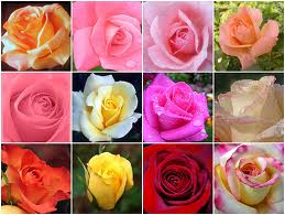 decorações em flores naturais e presentes diversos