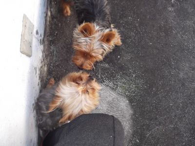 magnificos filhotes yorkshire