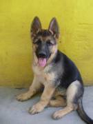 Filhotes de Pastor Alemão capa-preta