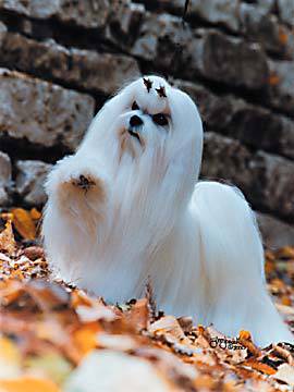 Lindos filhotes de Maltês, pais e avós Multicampeões R$1.200