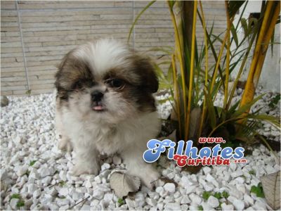 Shih-tzu Filhotes em Curitiba 