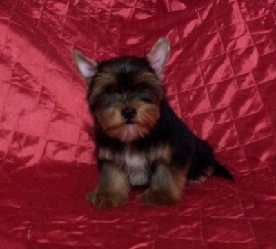 Filhote de Yorkshire Terrier portador de Biewer 