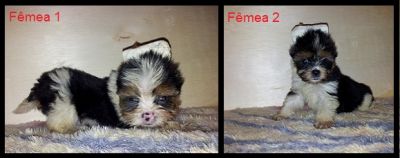 Biewer Terrier - Yorkshire Tricolor