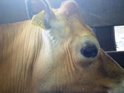 Novilhas jersey à venda em Chapecó-SC