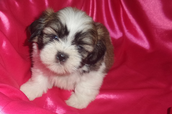 Filhotes de Lhasa Apso