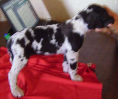 VENDO FILHOTES DE DOGALEMAO