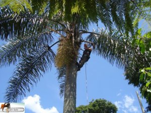 CORTE E PODA DE ARVORE/LIMPEZA DE TERRENO