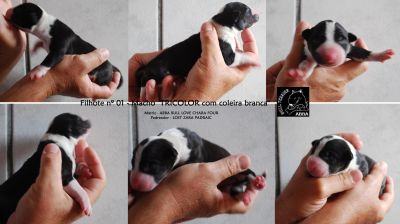 BULL TERRIER COLORED