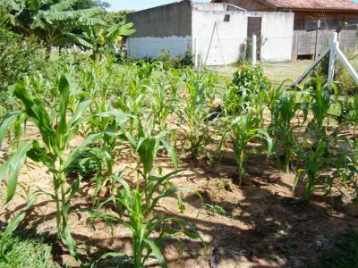 FAZENDA DE 1000 Á 1.200 HAC Á 25 MIL O HACTAR
