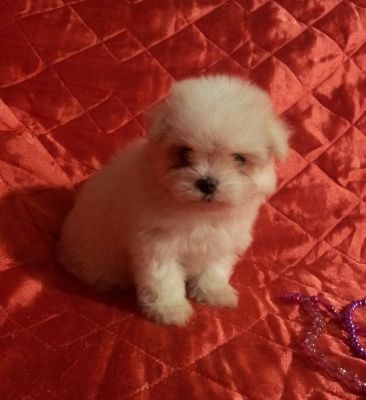 Linda Fêmea de Maltês