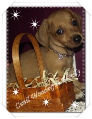 Dachshund (Canil Wonderful Family)
