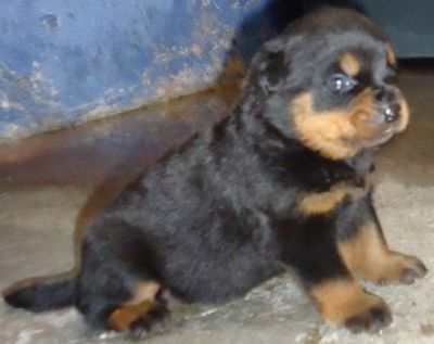 VENDO FILHOTES DE ROTTWEILER