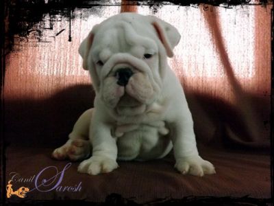 bulldog inglês macho