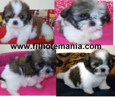 Venda, Filhote, lhasa apso, Porto Alegre,