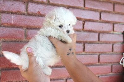 Canil puppy- vd filhotes maltes-SP