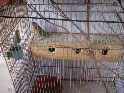 VENDO - CALOPSITA - AGAPONES - PERIQUITO AUSTRALIANO