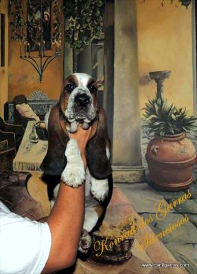 Basset Hound Orelhudos 51-34233011 Canil Garras Silenciosos