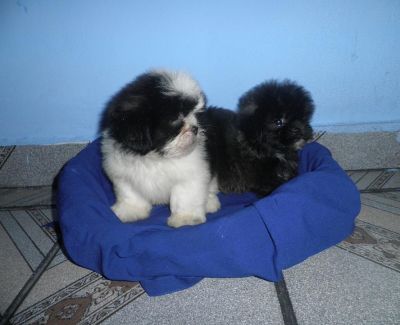 Filhote de Lhasa Apso