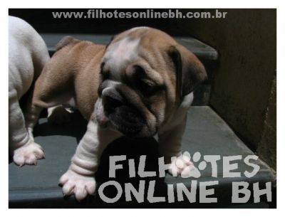 Bulldog Inglês - Canil Filhotes On Line BH