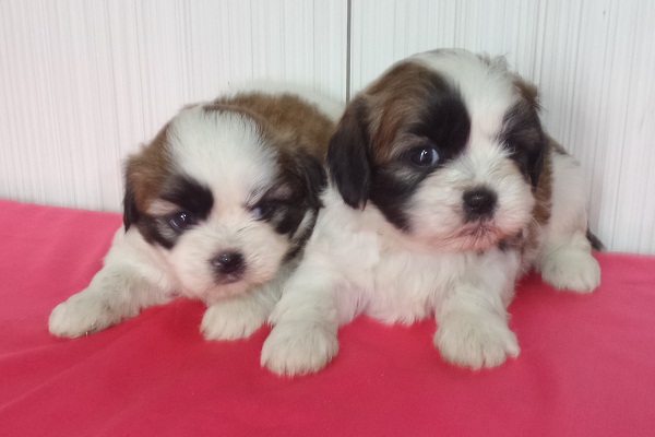 Filhotes de Lhasa Apso Fêmea