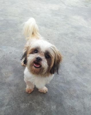 Doa-se Lhasa Apso